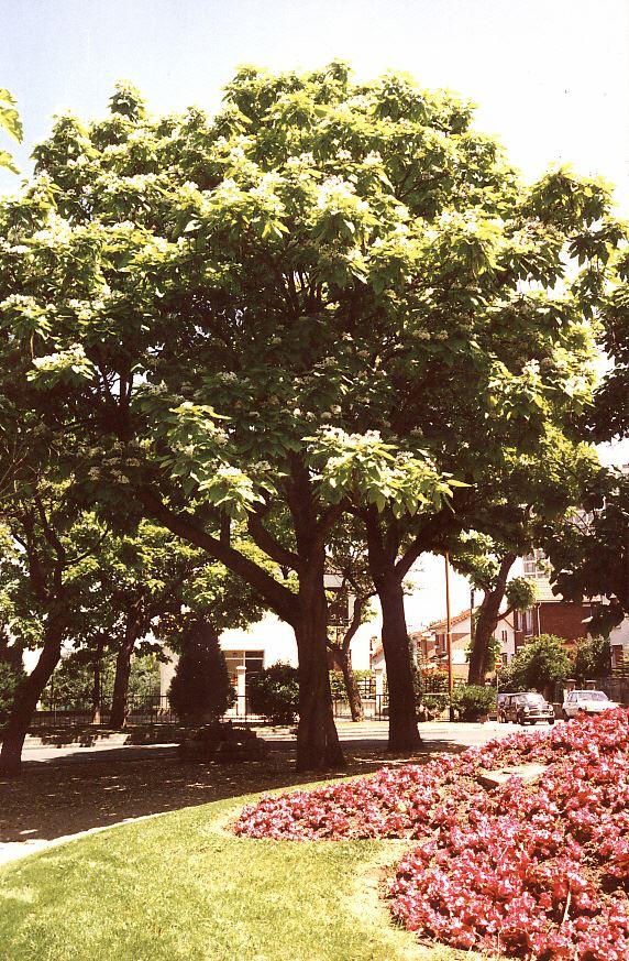 Catalpa speciosa 'Pulverulenta'