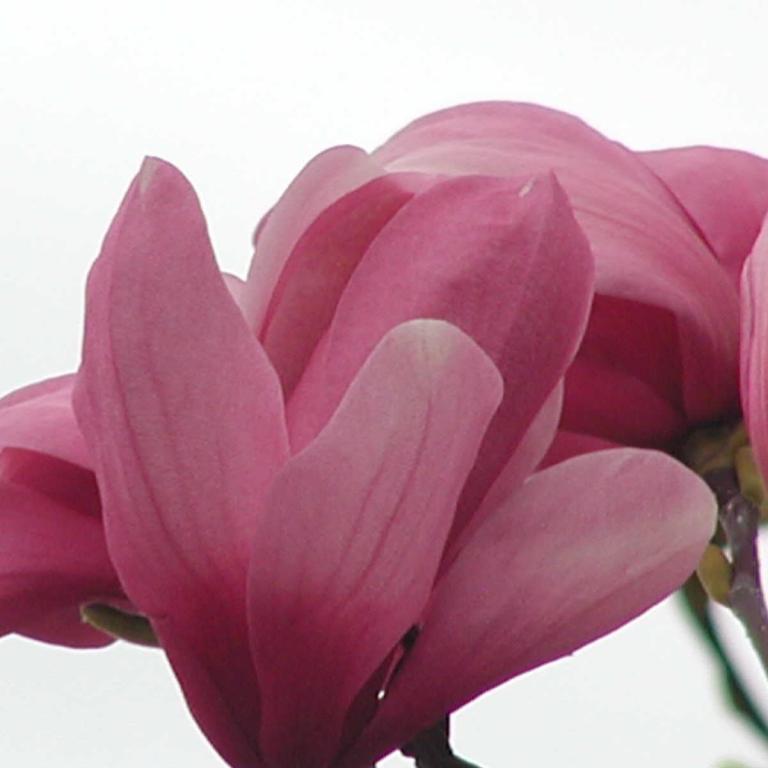 Magnolia sprengeri 'Galaxy'