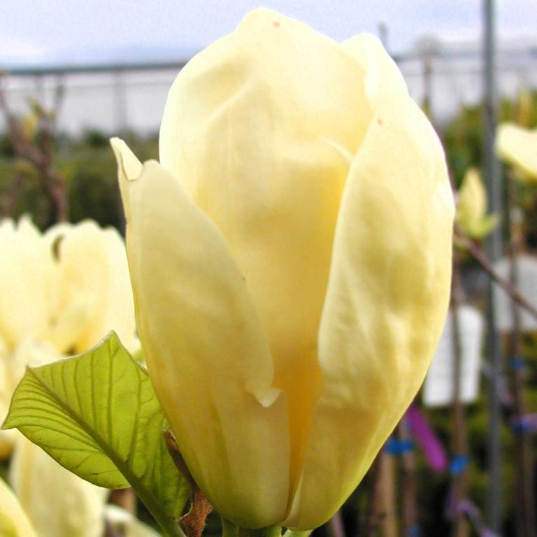 Magnolia 'Yellow River'