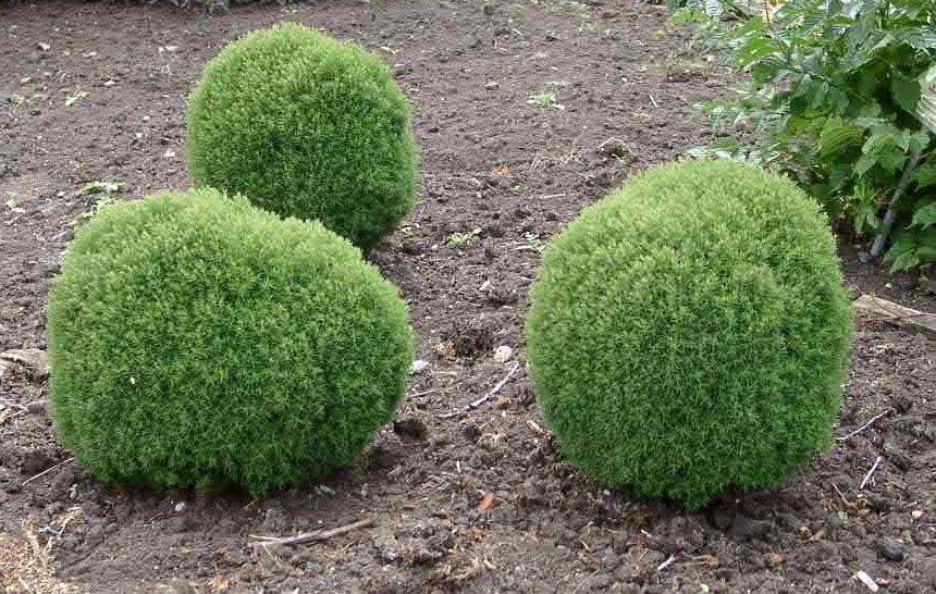 Lebensbaum  'Teddy'  Kuschel-Lebensbaum