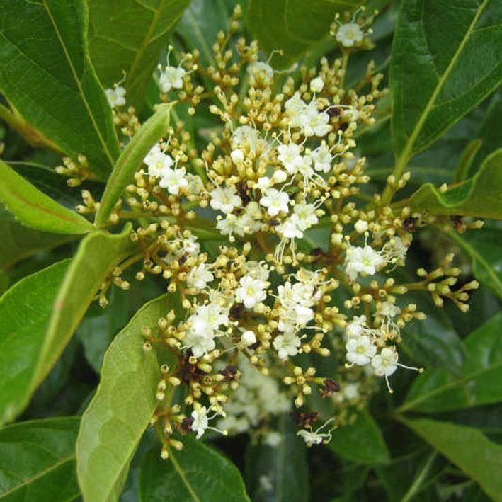 Viburnum nudum 'Pink Beauty
