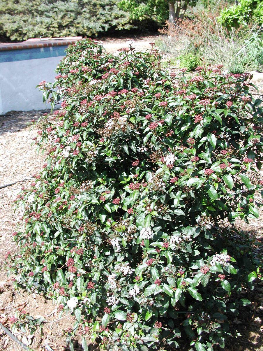 Mittelmeer-Schneebal