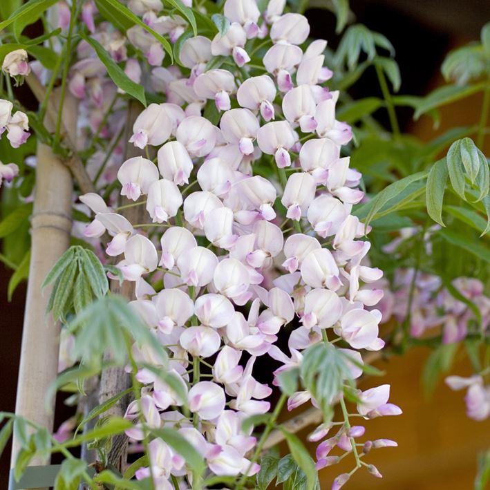 Wisteria floribunda 'Rosea'