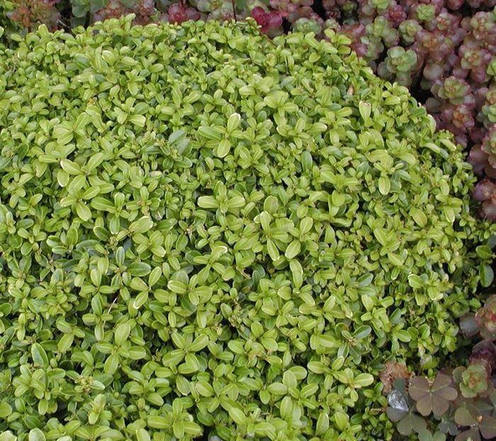 Buxus microphylla 'Compacta'
