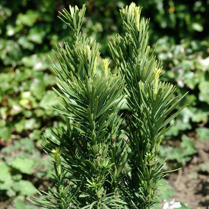 Cephalotaxus harringtonia 'Fastigiata' ' / Kopfeib