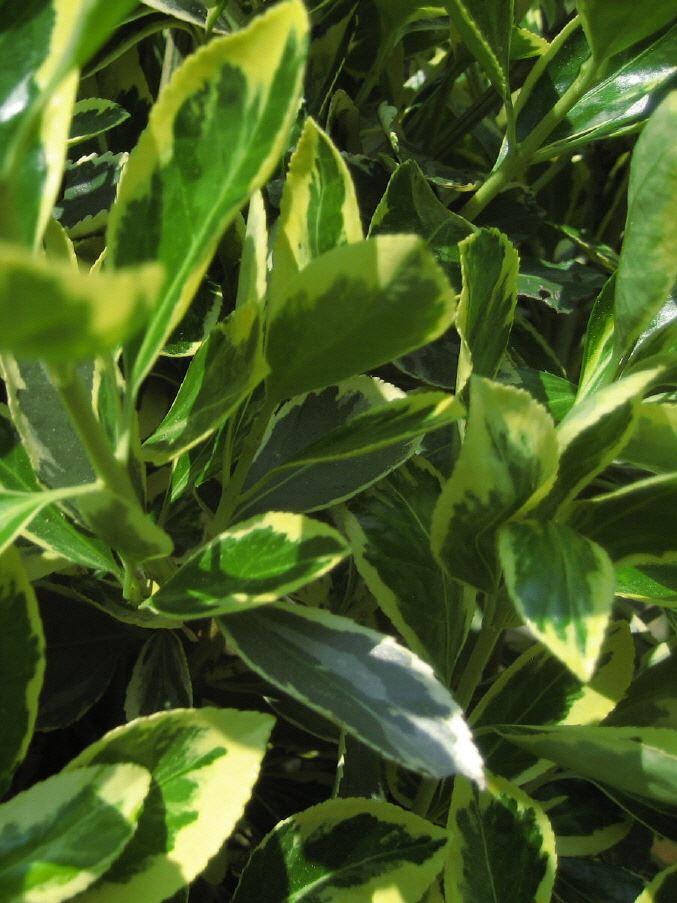 Neue Immergrüne Heckenpflanze