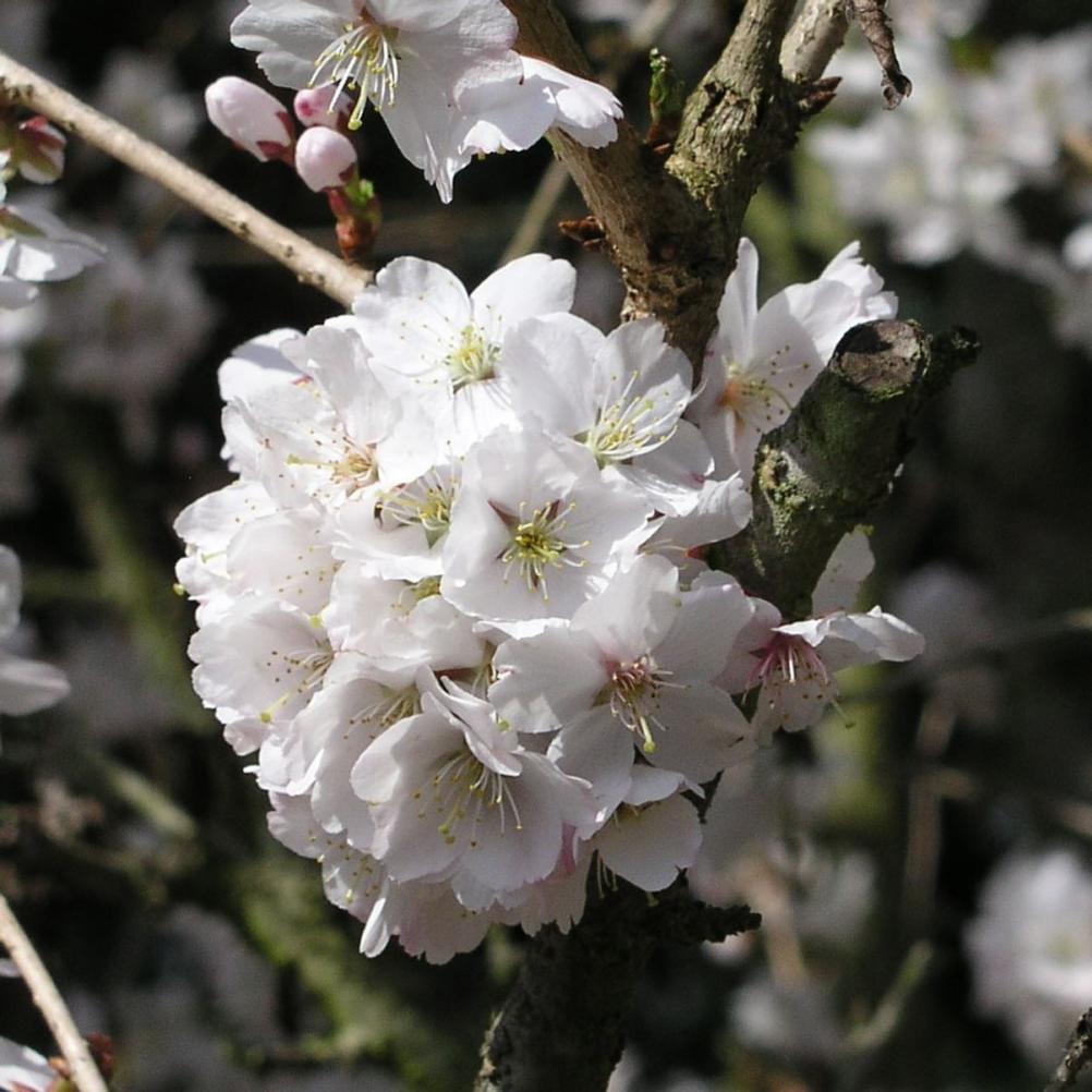  Kurilenkirsche ' Brillian