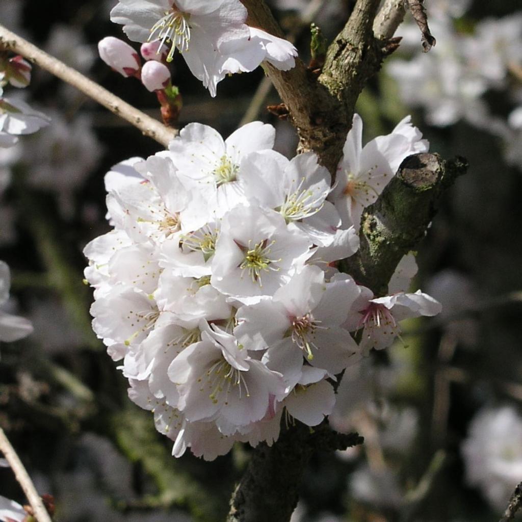  Kurilenkirsche ' Brillian