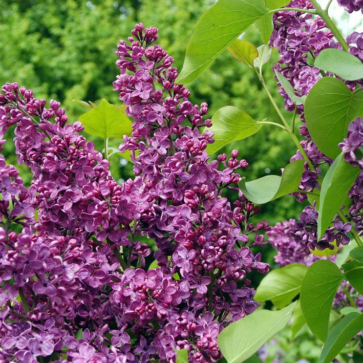 Edel-Flieder Andenken an L. Späth
