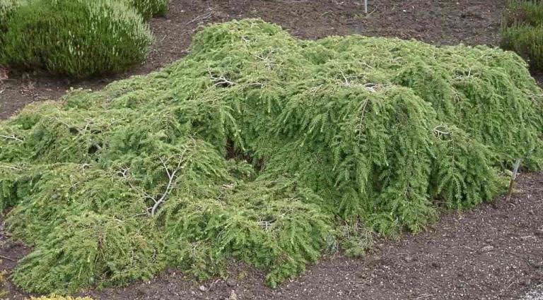 Tsuga canadensis 'Pendula'