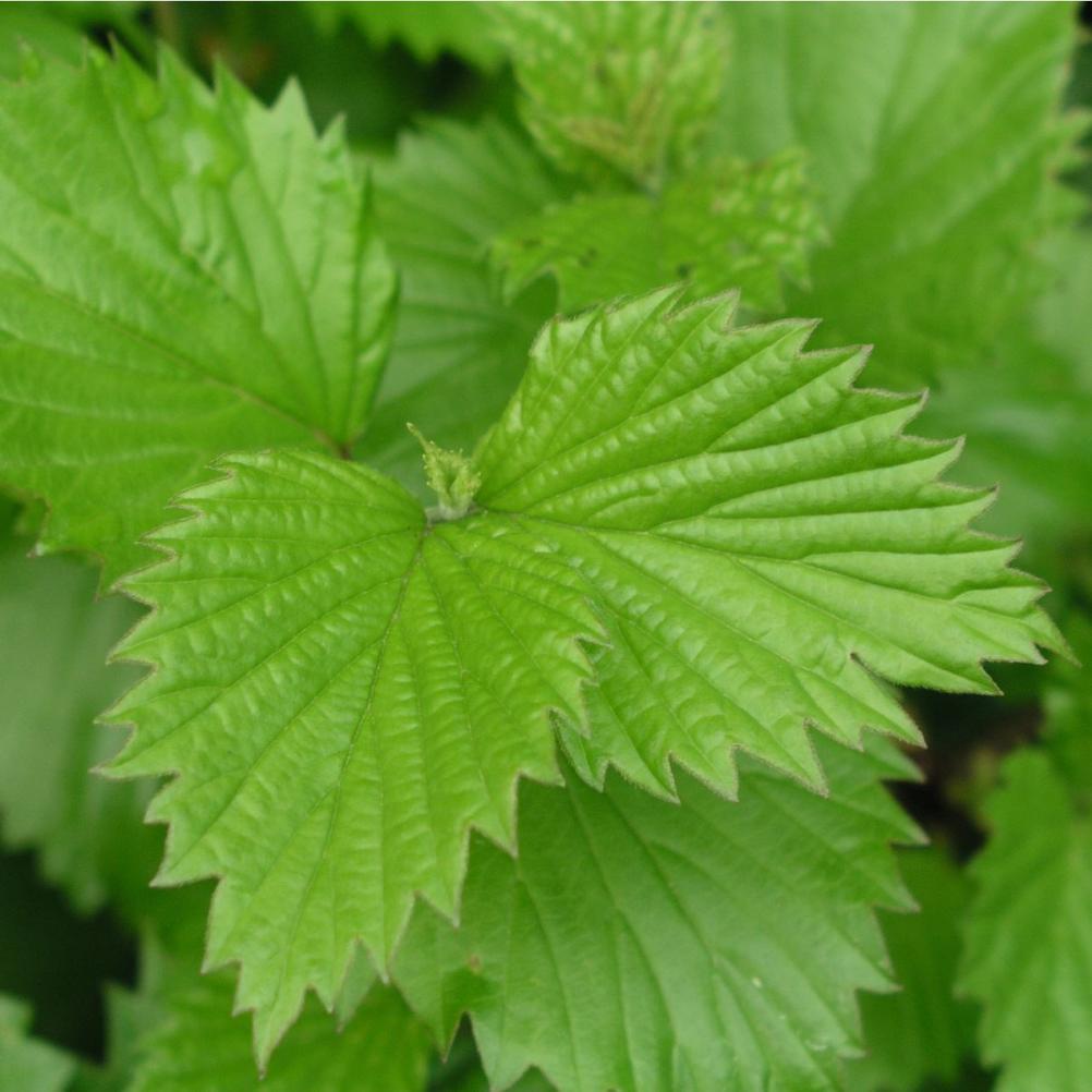 Viburnum dentatum ´Blue Muffin´ ®
