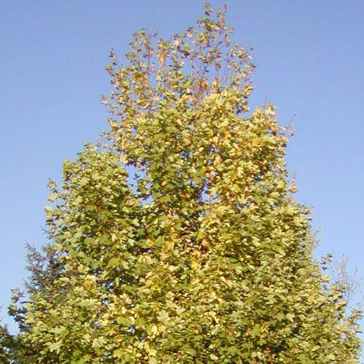 Acer pseudoplatanus 'Erectum'