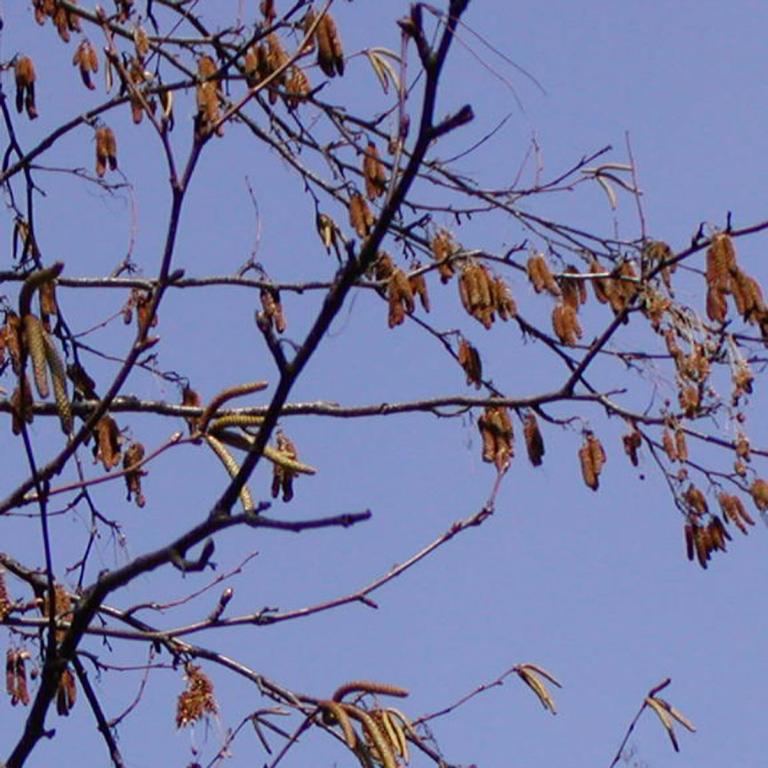 Betula maximowicziana