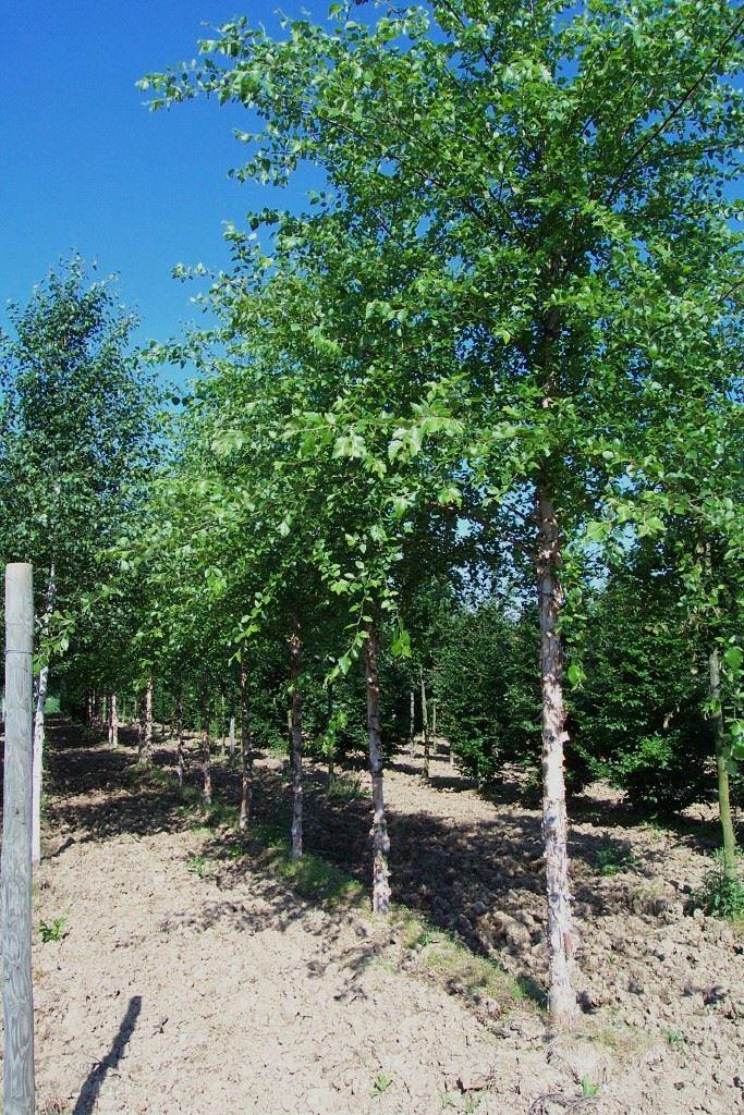 Schwarzbirke, Flussbirke