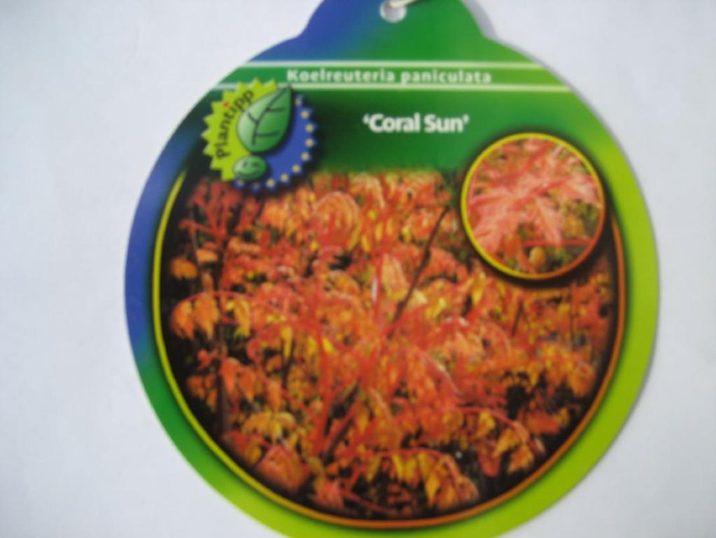 Coral Sun