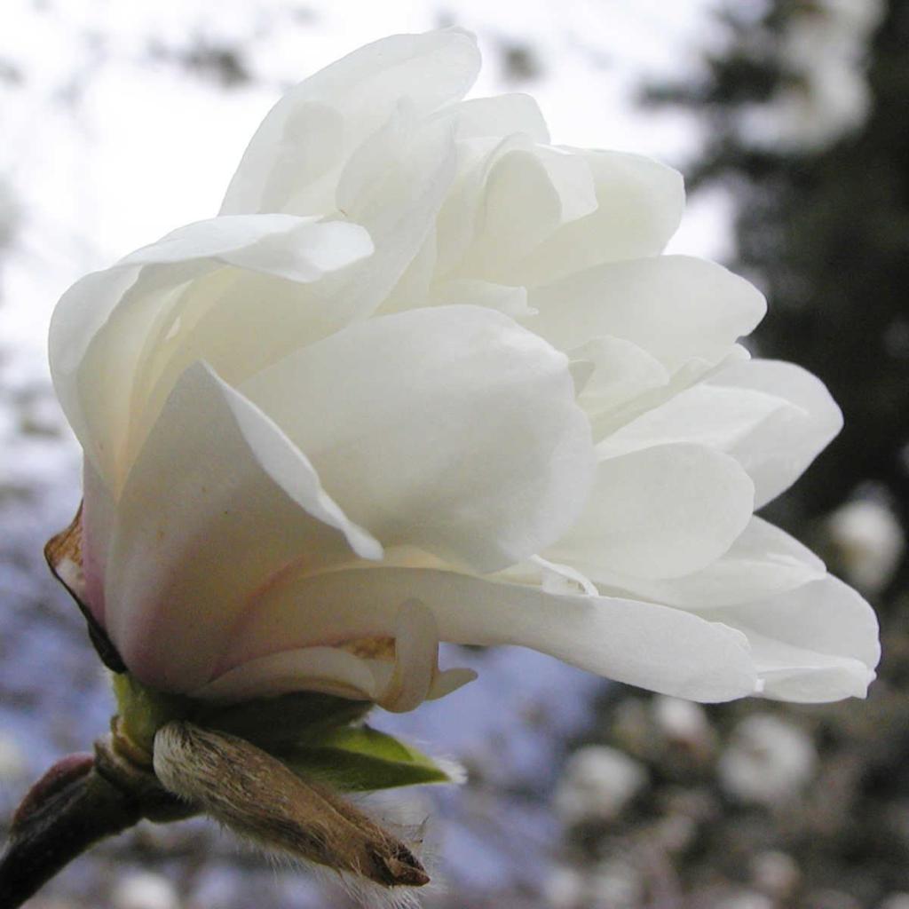 Magnolia loebneri 'Ballerina