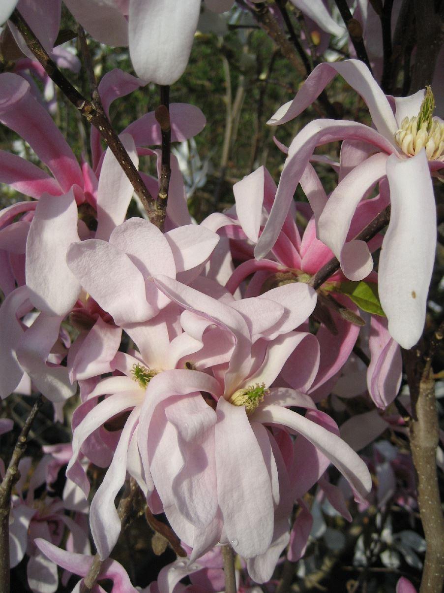 Magnolia loebneri 'Leonard Messel'