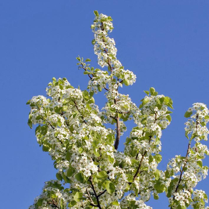 Pyrus communis 'Beech Hill'