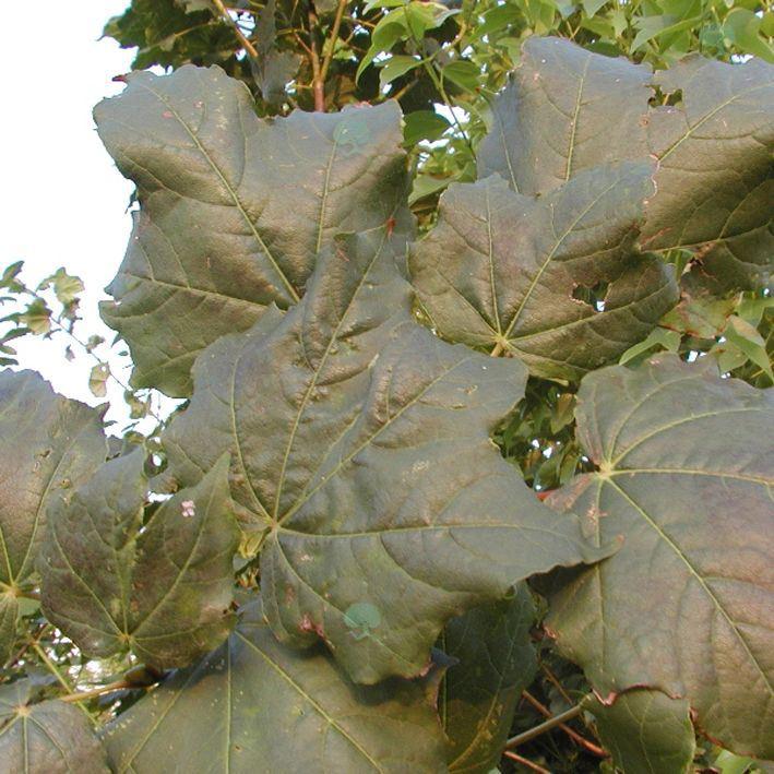 Acer cappadocicum lobelii  Spitz-Ahorn