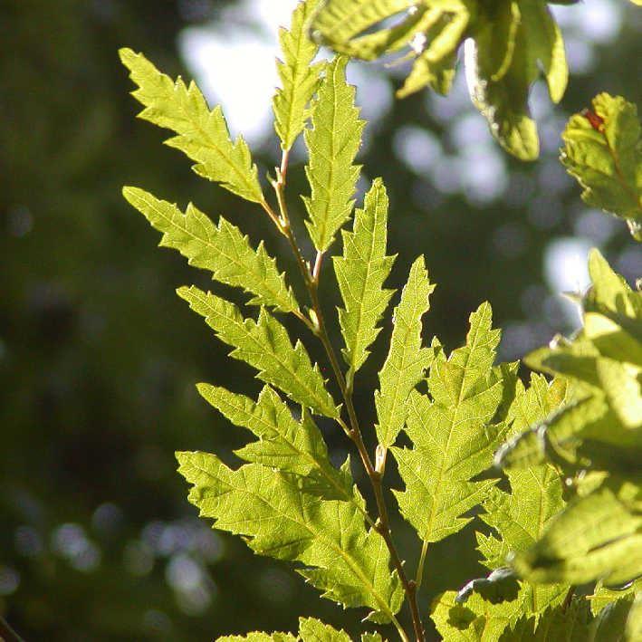 Carpinus betulus 'Quercifolia'