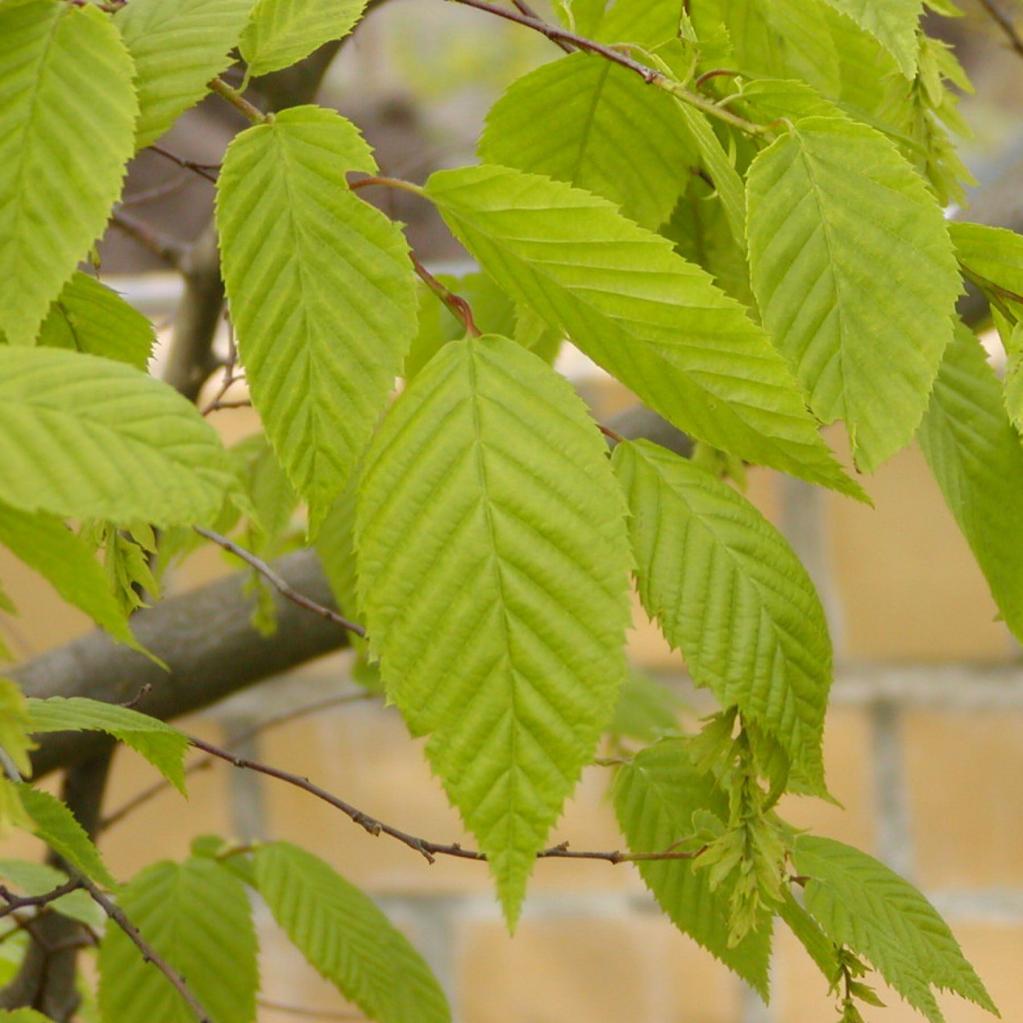 Amerikanische Weissbuche