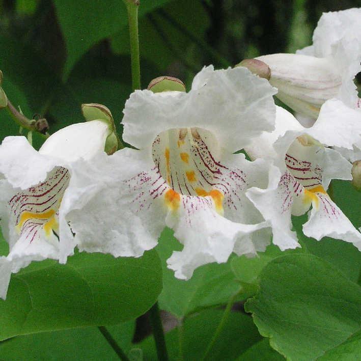 Catalpa speciosa