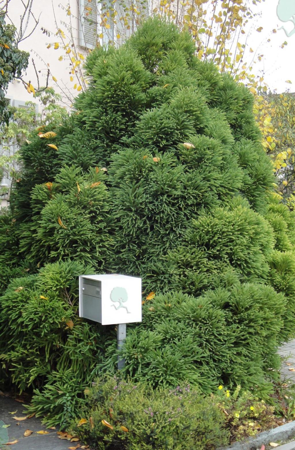 Zwerg-Hahnenkamm-Sicheltanne