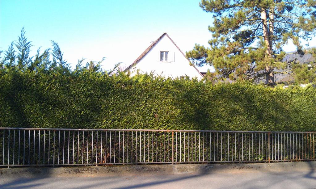 Leyland-Zypresse, Bastardzypresse