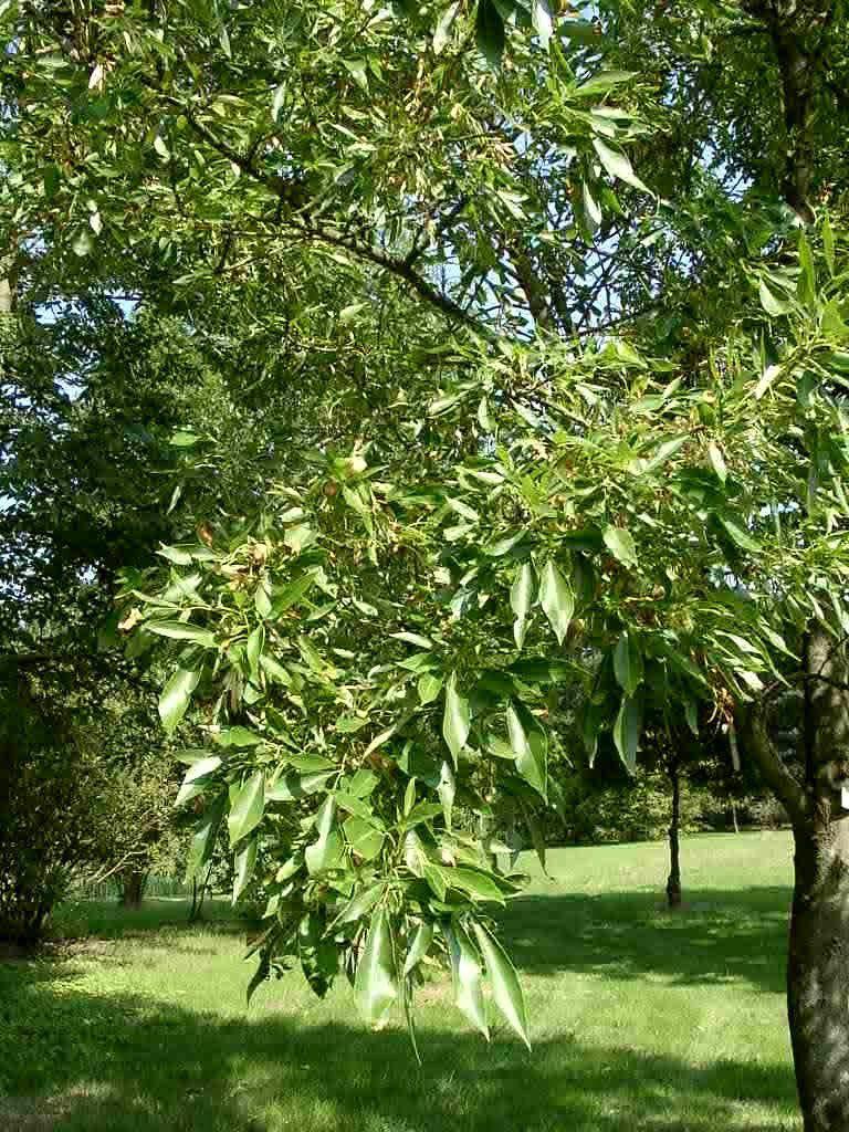 Fraxinus velutina var. velutina 