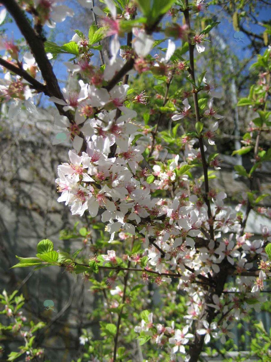 Korea Kirsche, Filzkirsche