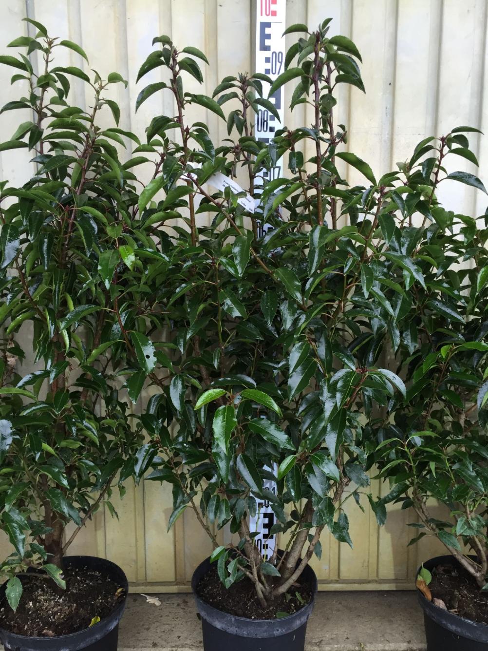 Portugiesische  Lorbeerkirsche