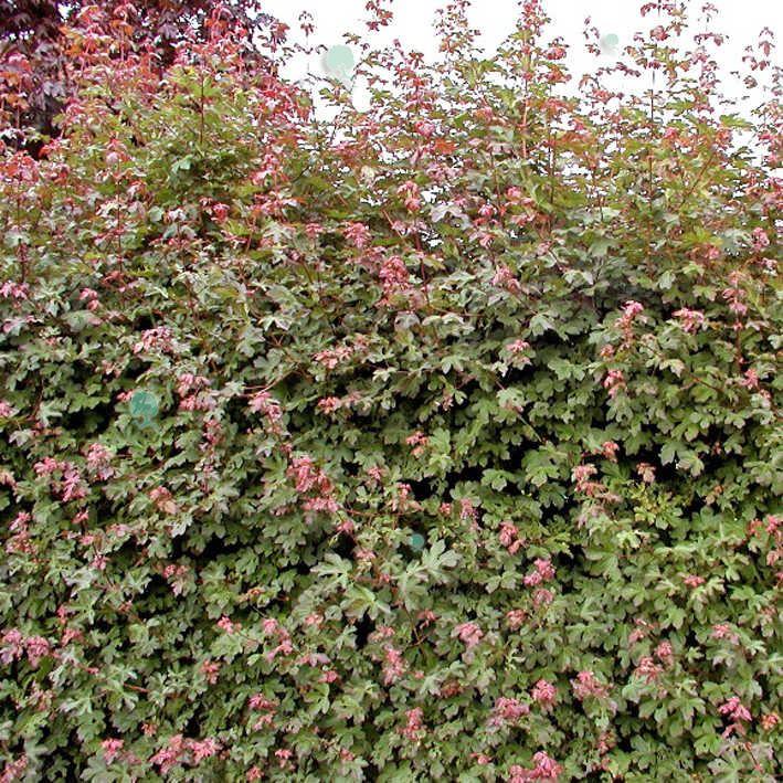 Feldahorn 'Royal Ruby'