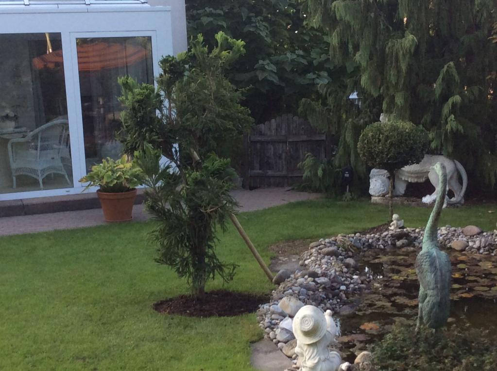 Hahnenkamm-Sicheltanne 'Cristata'