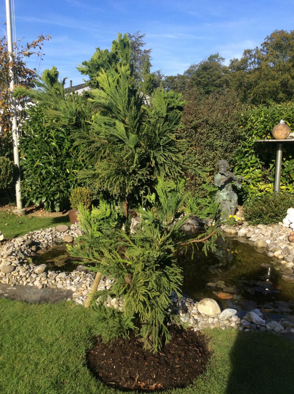 Hahnenkamm-Sicheltanne 'Cristata' 