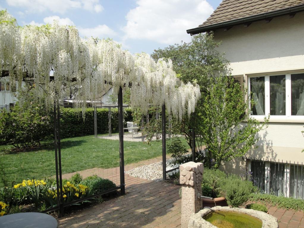 Wisteria floribunda ' Longiss Alba'
