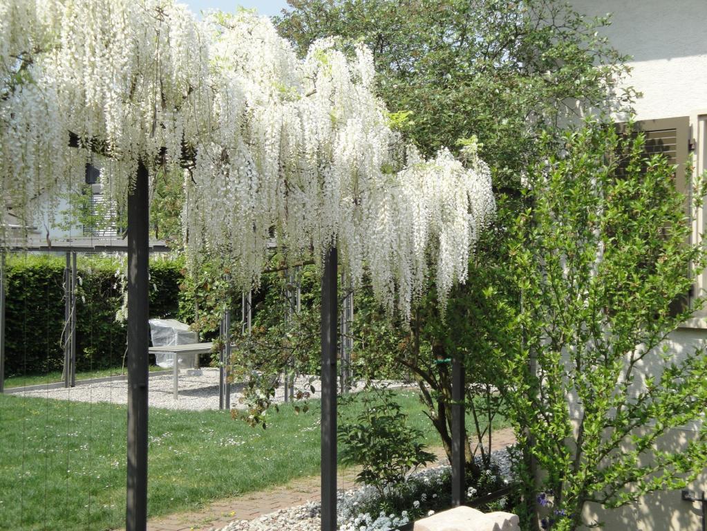 Wisteria floribunda ' Longiss Alba'