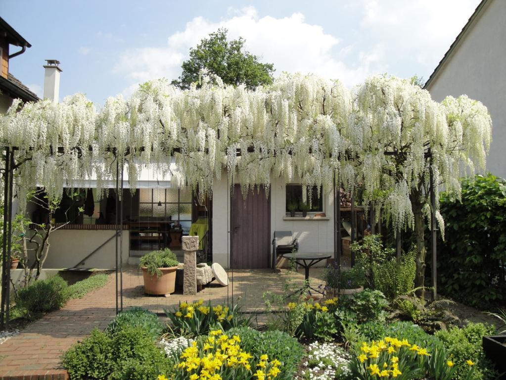 Wisteria floribunda ' Longiss Alba'