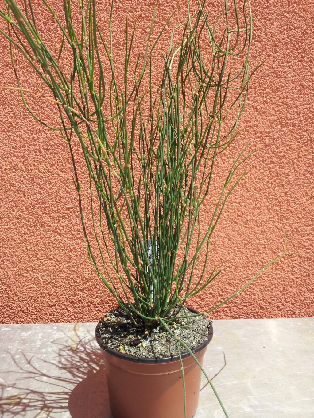 Ephedra distachya subsp. helvetica Schweizer Meert