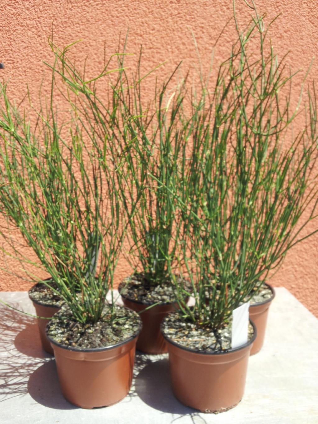 Ephedra distachya subsp. helvetica Meerträubchen