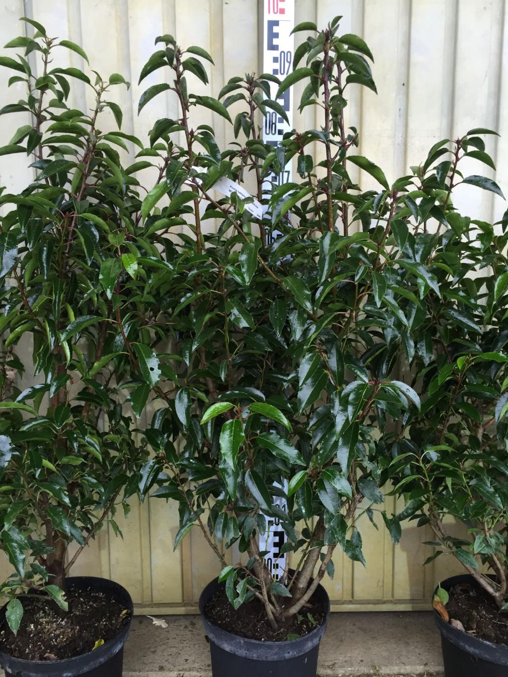 Portugiesischer Kirschlorbeer