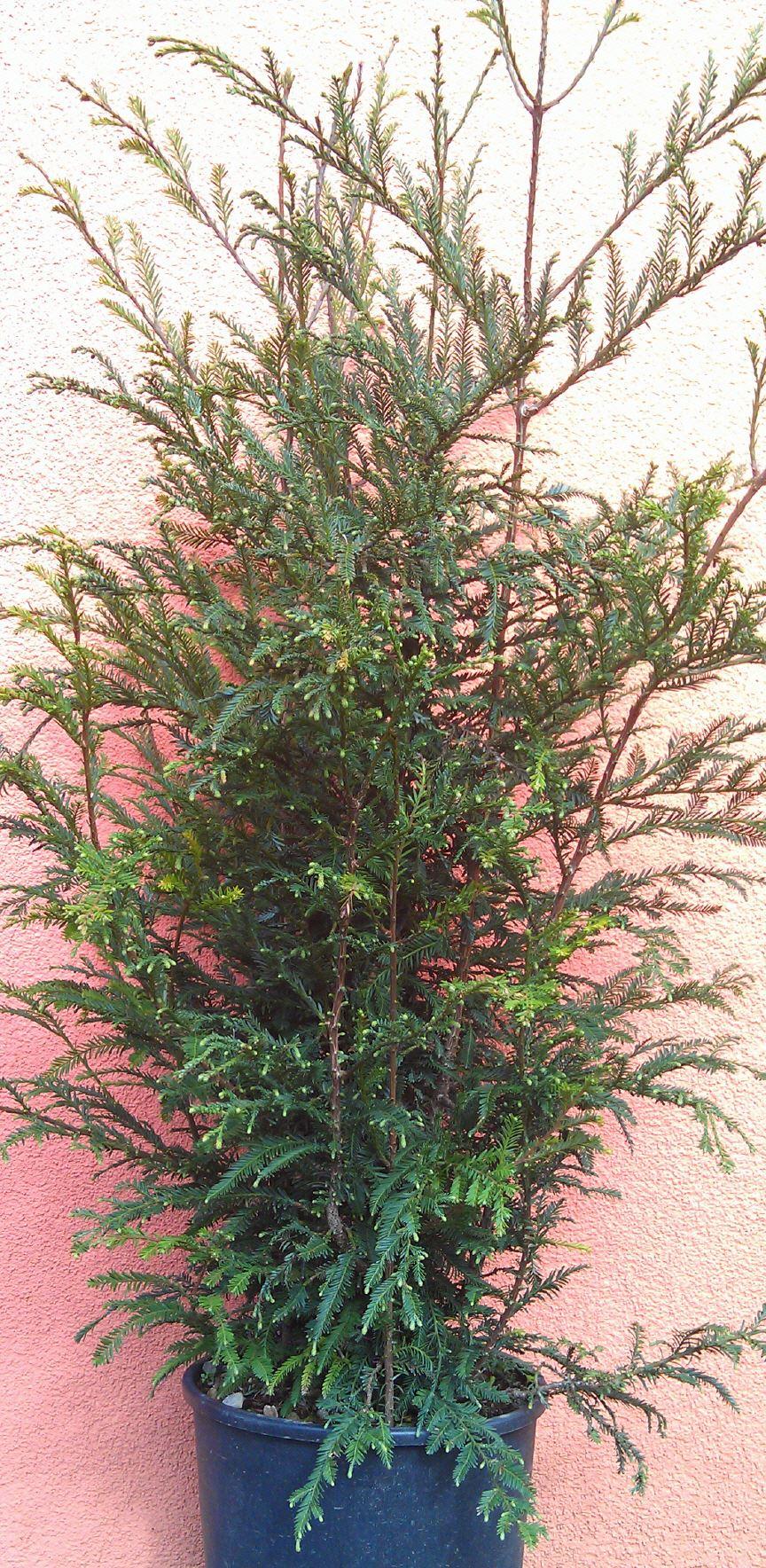 Kalifornien Mammutbaum, Redwood Küstenmammutbaum