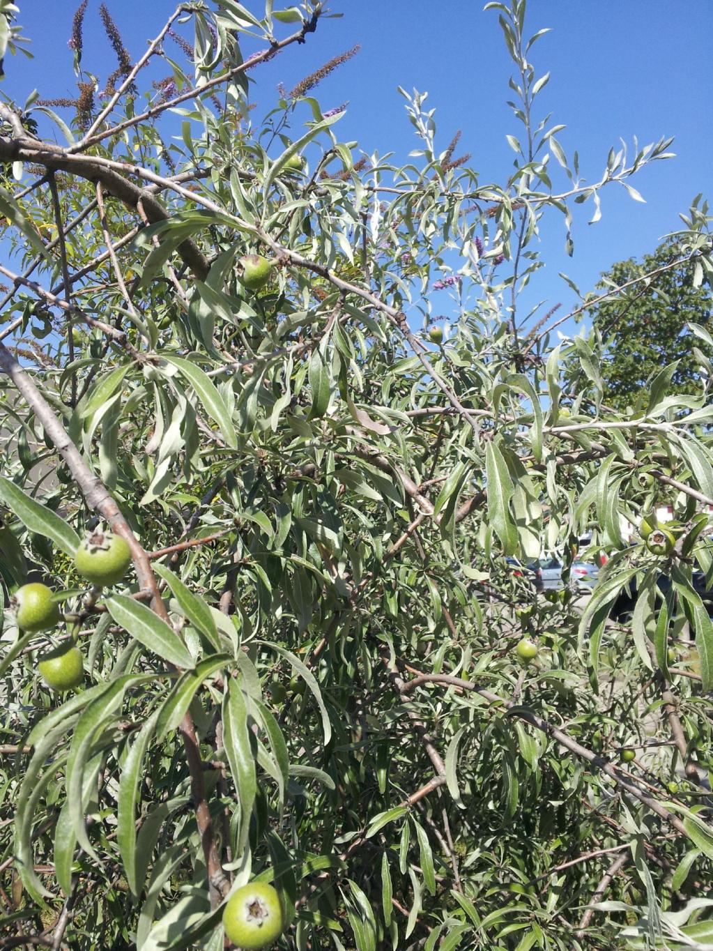 Hängende Silber-Birne