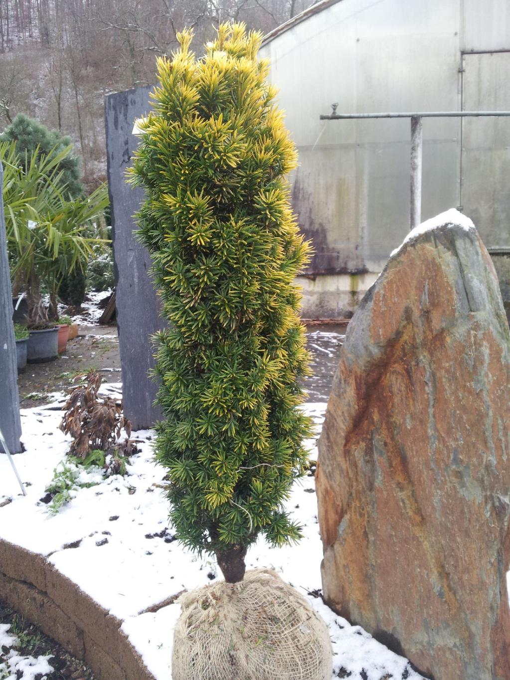 Säulen-Eibe  'Standishii'