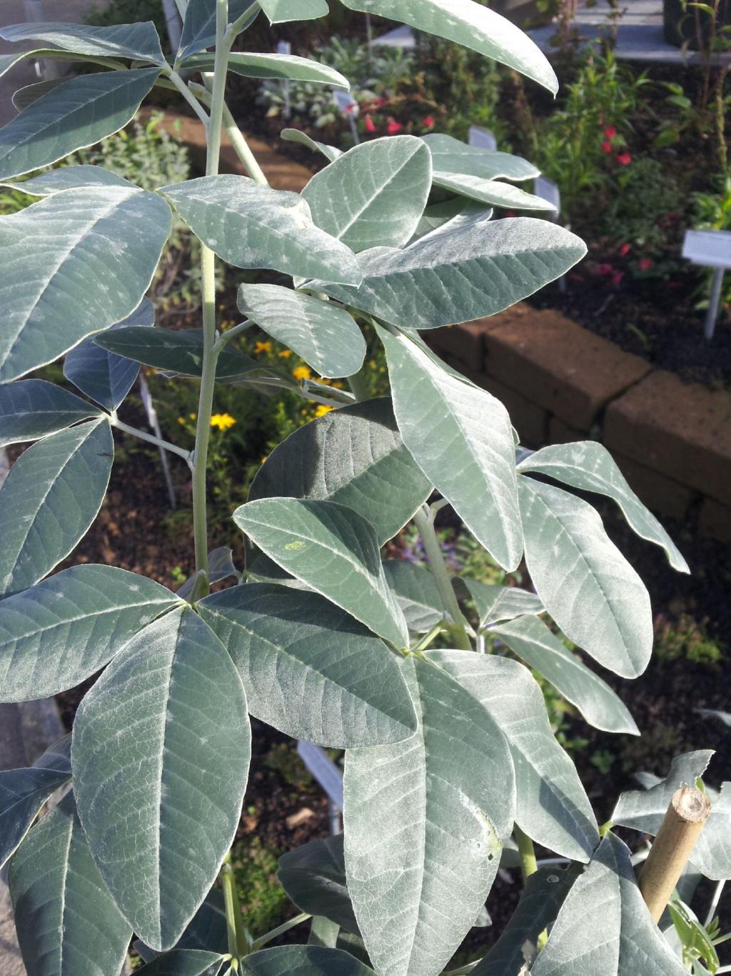 Argyrocytisus battandieri