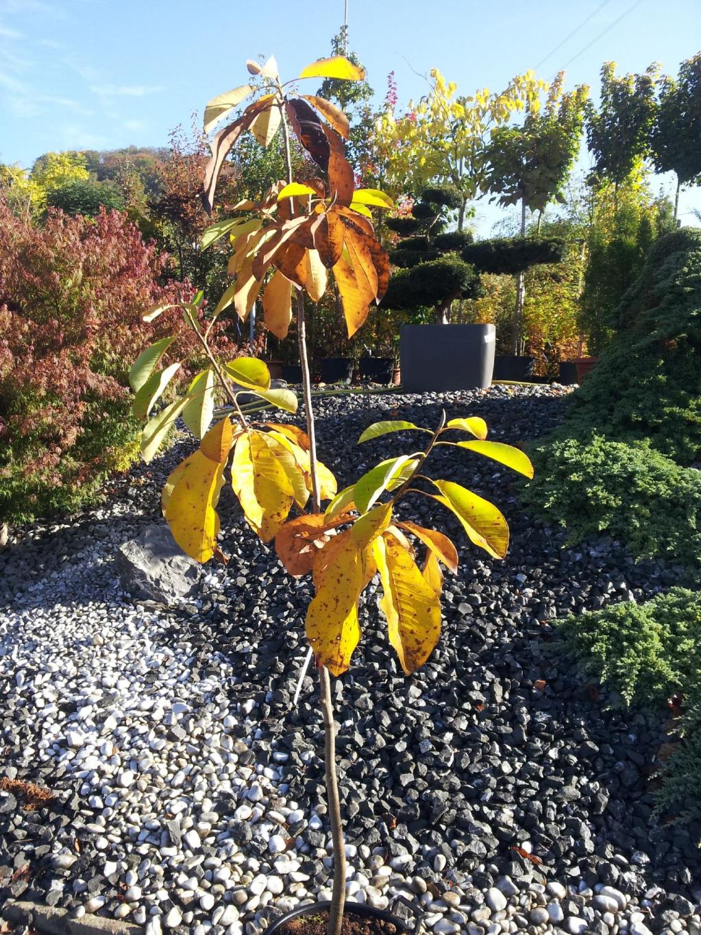 Weissrückige Magnolie, Rote Magnolie