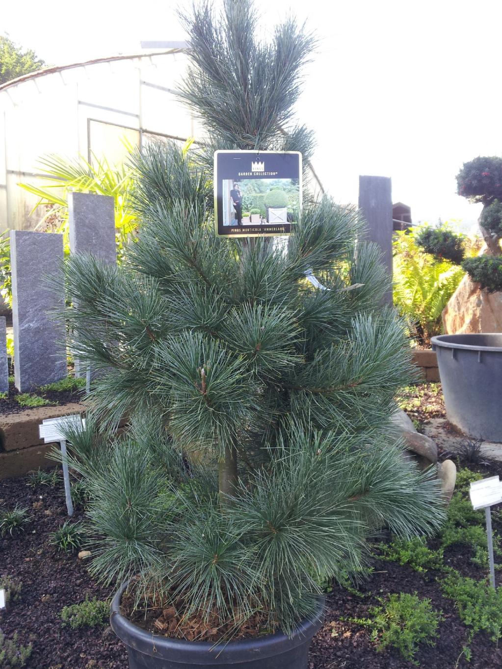 : Pinus monticola 'Ammerland' 