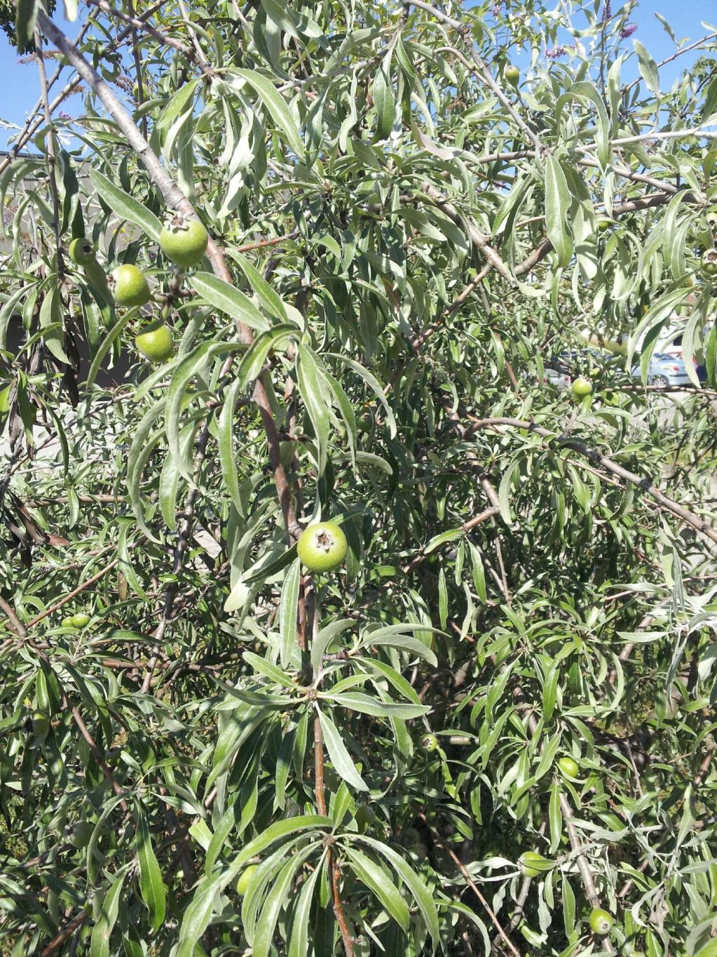 Hängende Silber-Birne