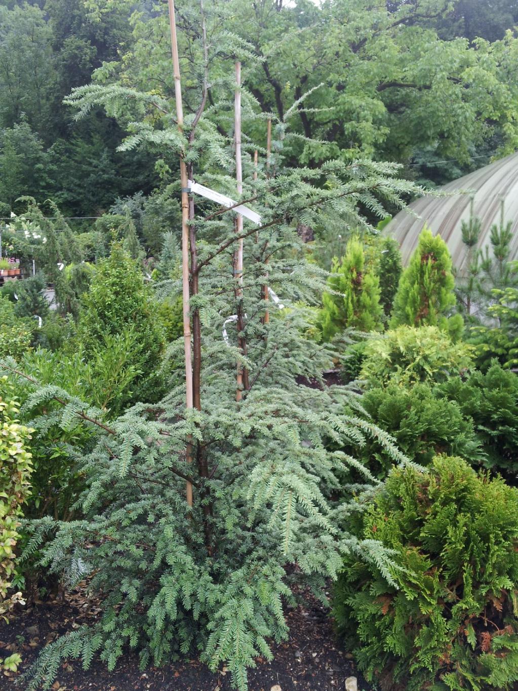 Zwergform der Westlichen Hemlocktanne