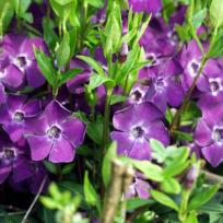 Vinca minor 'Atropurpurea'