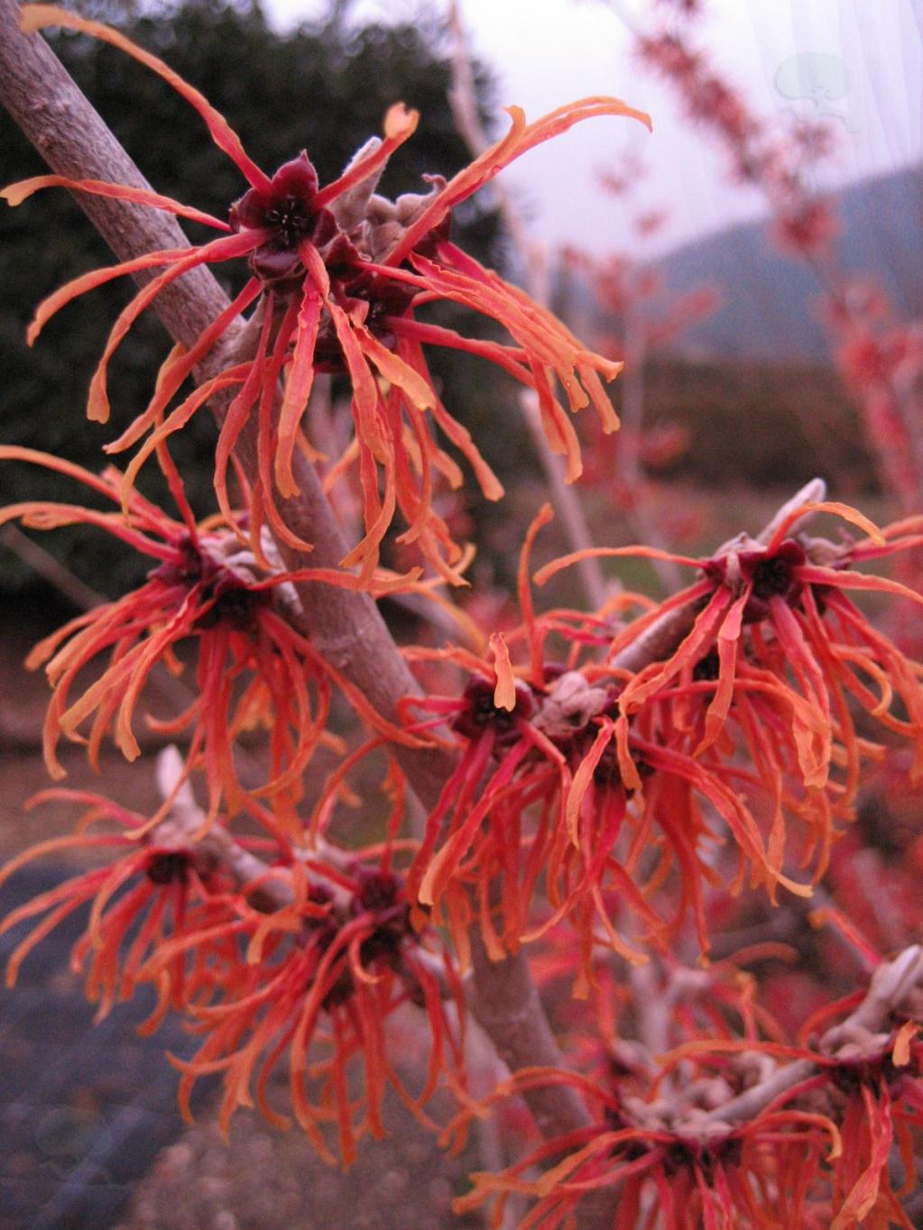 Hamamelis intermedia 'Jelena'